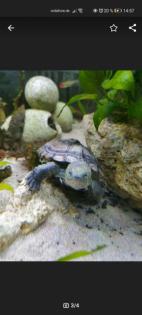 Dreikielschildkröte 1 Jahr