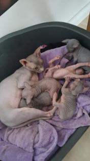 Kanadische SPHYNX Kitten