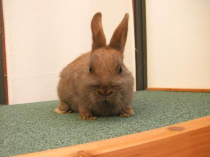 Zwergkaninchen abzugeben
