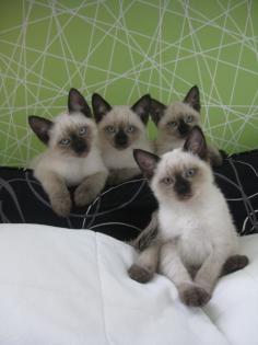 SIAM KITTEN SUCHEN EIN NEUES ZUHAUSE