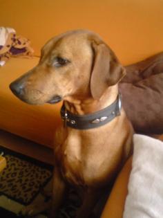 Unsere Ridgeback Welpen sind da, geb. 26. 10. 10
