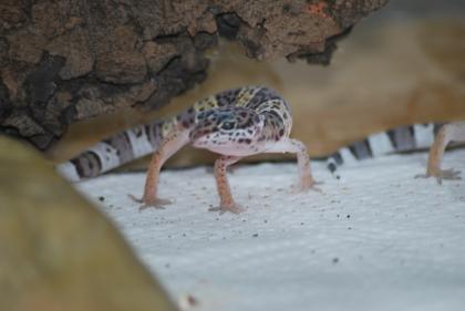 Leopardgecko NZ 2021