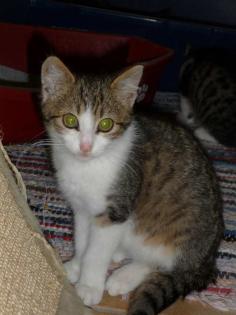 Lieber, schmusiger Kater Merlin sucht Zuhause auf Lebenszeit