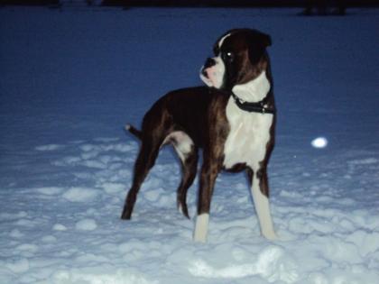 Boxer Deckrüde