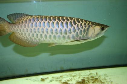 Asiatischer Arowana x-back blue base