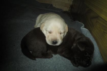 Labrador Retriever Welpen abzugeben