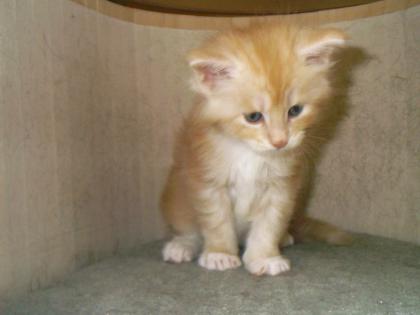 Maine Coon Kitten in blue, creme, black mit papiere