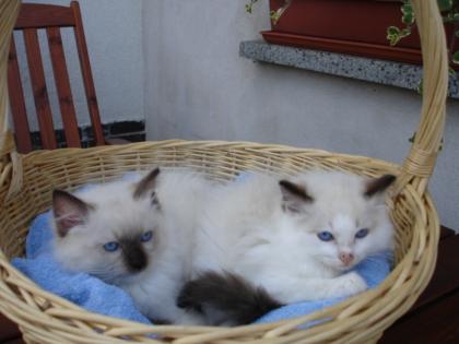 Ragdoll Babys