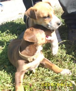 Amstaff Welpen