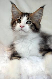 Traumhafter Maine Coon Schmusetiger aus einmaliger Verpaarung.