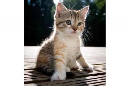 Kitten Sitter