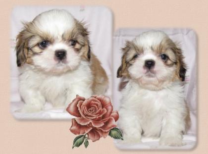Shih Tzu Welpen dürfen zum 9. 10. 2021 ausziehen
