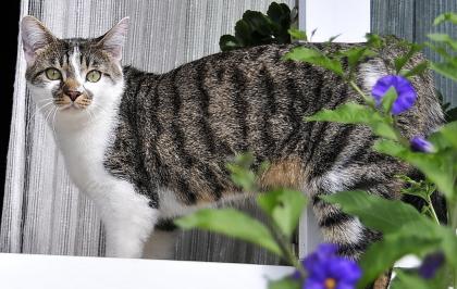Katze vermisst 500Euro Belohnung