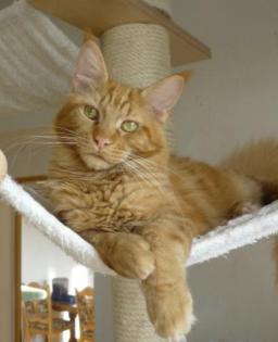 Roter Maine Coon Kater, ein absoluter kleiner Schmusebär