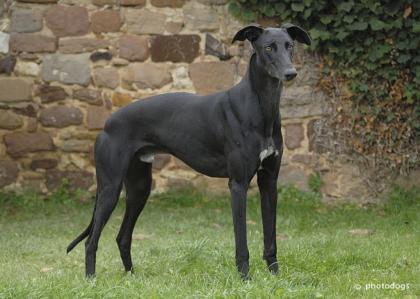 Nico, Galgo, m. , geb. November 2021
