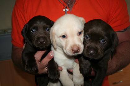 Labrador Welpen