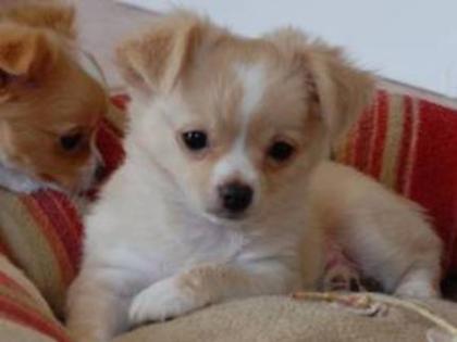 3 Wunderschöne Chihuahua-Mischlings Welpen