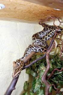 0. 1 Tigerpython Albino und 1. 0 Tigerpython het Granit