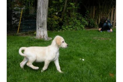 SCHÖNE LABRADOODLE WELPEN