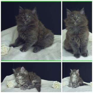 2 zuckersüße reinrassige Maine Coon Katerchen