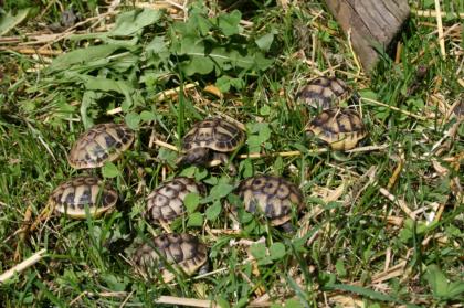 Landschildkröten