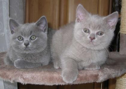 Zauberhafte British Kurzhaar Kitten