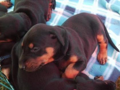 Reinrassige Dobermann Welpen aus einer liebevollen Familie Aufzucht zum Verkauf