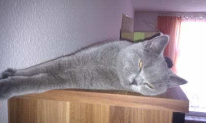 Kater British Kurzhaar Blue