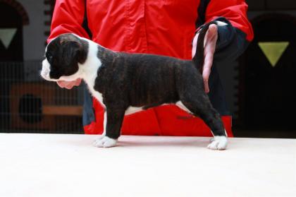 Boxerwelpen mit Papieren abzugeben
