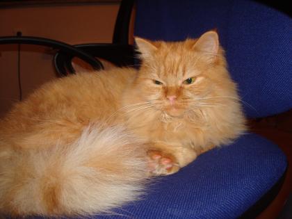 Hallo, Liebe Leute, ich heiße Kitty, ich suche liebevolles Zuhause