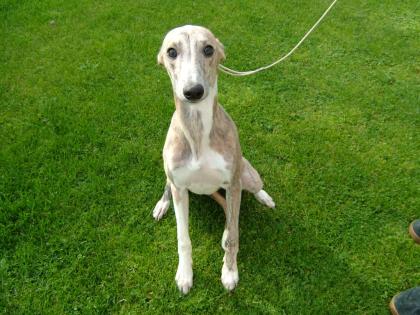 Traumhafte Whippetwelpen Whippet Welpen