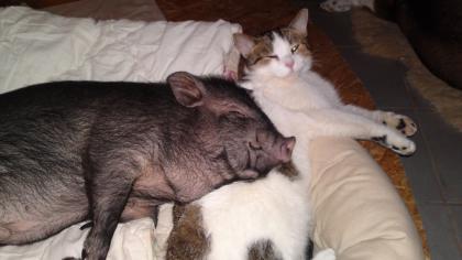 Schweinchen maggy sucht ein neues zuhause