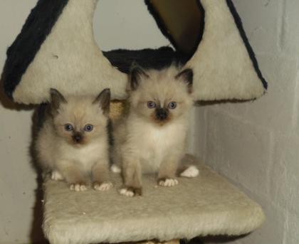 2 Heilige Birma Prinzessinen auf der Suche nach neuem Zuhause