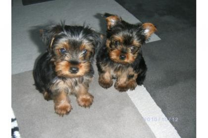 Zeitweise süße Yorkshire-Terrier Welpen
