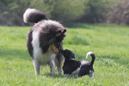 Hundefotoshooting rund um Berlin hat im November noch einige freie Termine