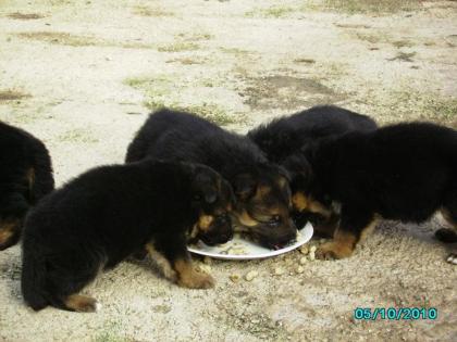 Top-Schäferhundwelpen mit super Pigment aus Spitzen-Verpaarung zu verkaufen