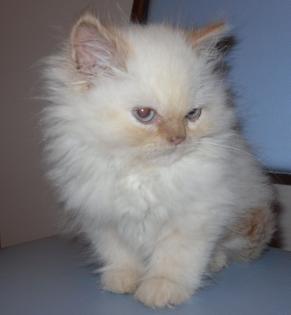 Weisse Peserkater