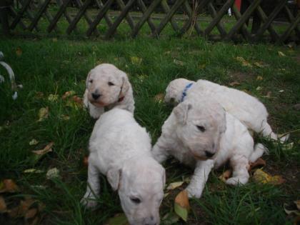 Hundewelpen Großpudel Weiß