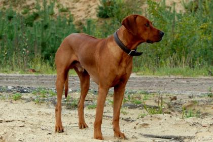 Deckrüde Nation. und Intern. Champion Bandele Bathani of South African Hunter