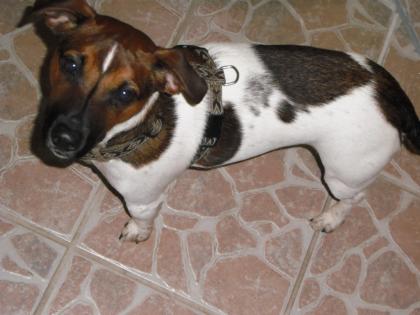 Jack-Russel-Terreier 1 Jahr alt