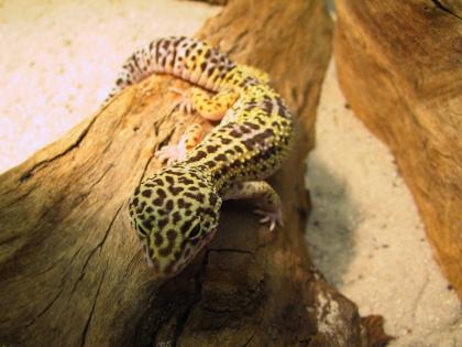 Leopardgecko-Weibchen