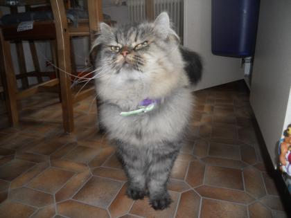 Perserkater kastriert 2 Jahre alt sucht Familienanschluss