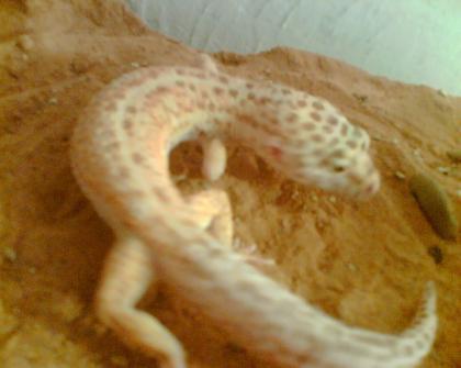 Leopardgeckos