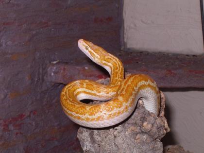 Biete Afrikanische Hausschlangen albino
