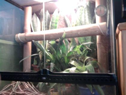 Goldstaubgecko Pärchen mit Terrarium