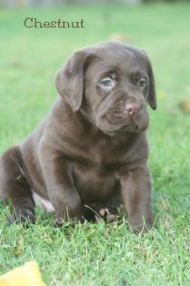 Labrador Wonneproppen in braun