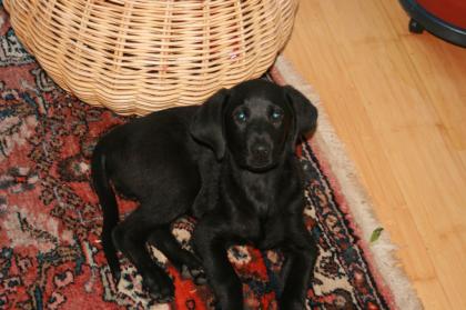 11 Wochen alter lieber Labrador Rüde