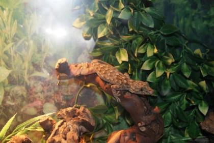 Marmorgeckos abzugeben