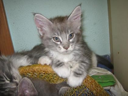Maine-Coon Mädchen m. P.