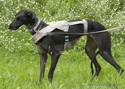 Shari, Galga, w. , geb. April 2021